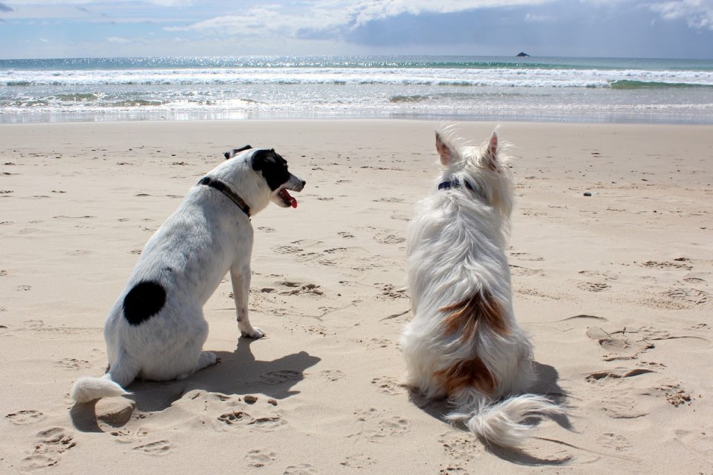 deux chiens assis face à la mer